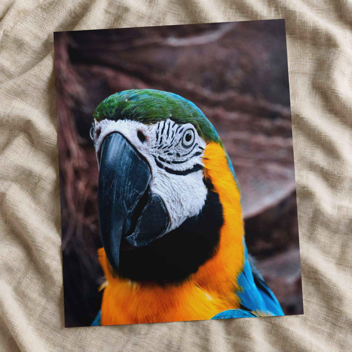 Blue and Yellow Parrot Sitting on Top of Tree Photography Print (7 Sizes)