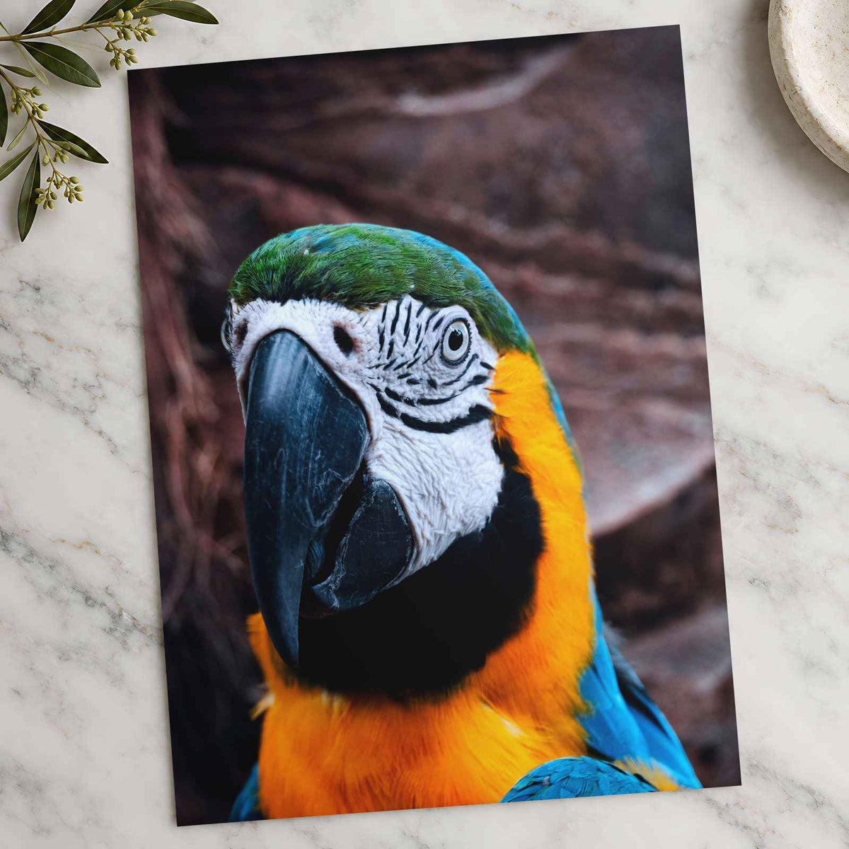 Blue and Yellow Parrot Sitting on Top of Tree Photography Print (7 Sizes)