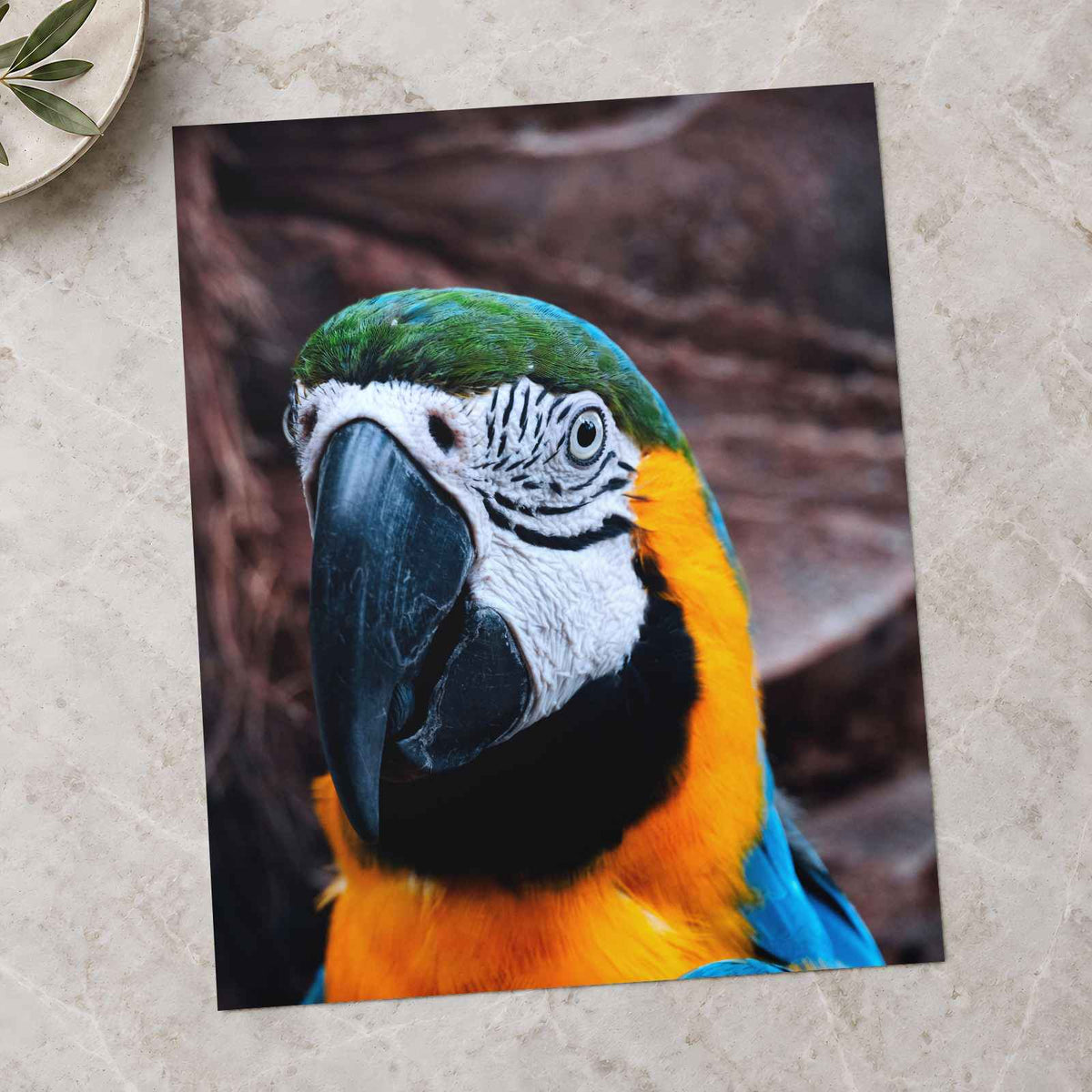 Blue and Yellow Parrot Sitting on Top of Tree Photography Print (7 Sizes)