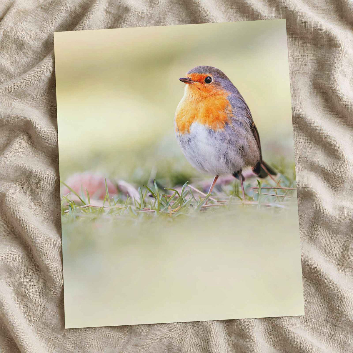 Robin Standing on Top of Grass Covered Field Photography Print (7 Sizes)