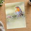 Robin Standing on Top of Grass Covered Field Photography Print (7 Sizes)