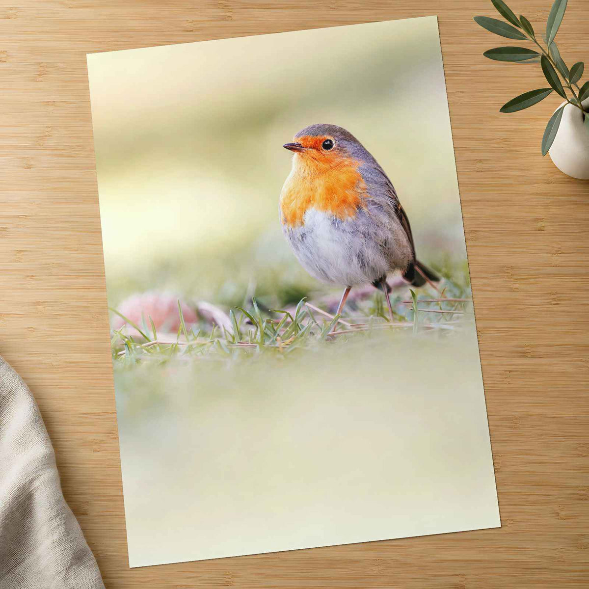 Robin Standing on Top of Grass Covered Field Photography Print (7 Sizes)
