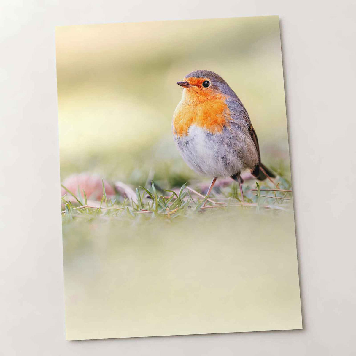 Robin Standing on Top of Grass Covered Field Photography Print (7 Sizes)