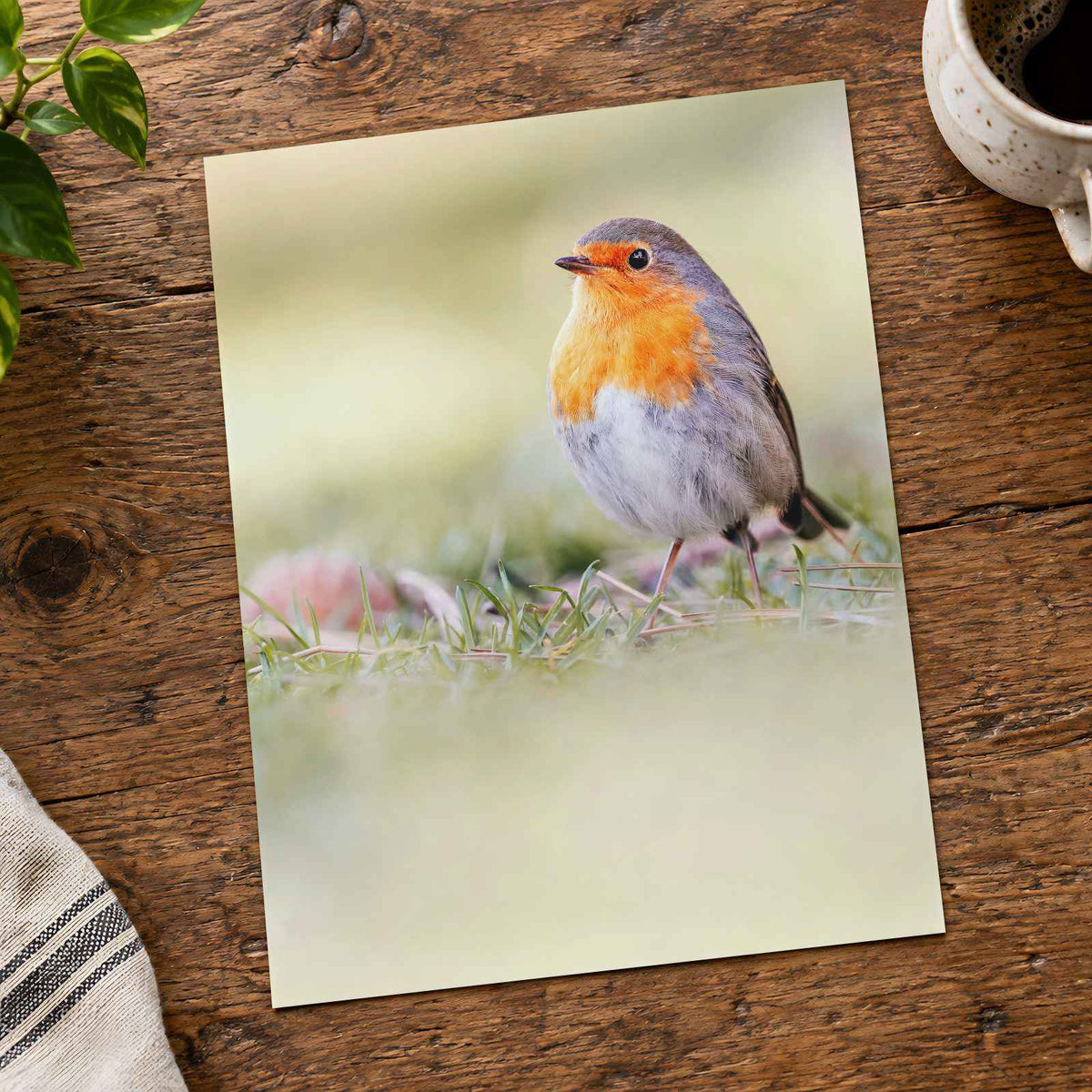 Robin Standing on Top of Grass Covered Field Photography Print (7 Sizes)