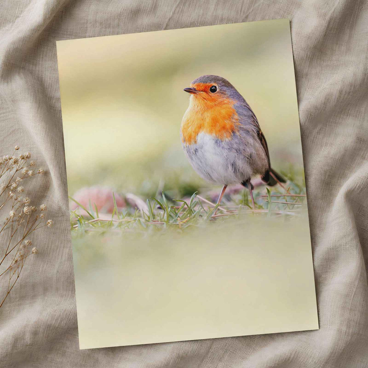 Robin Standing on Top of Grass Covered Field Photography Print (7 Sizes)
