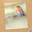 Robin Standing on Top of Grass Covered Field by Pierre Lemos Photo Print Wall Decor