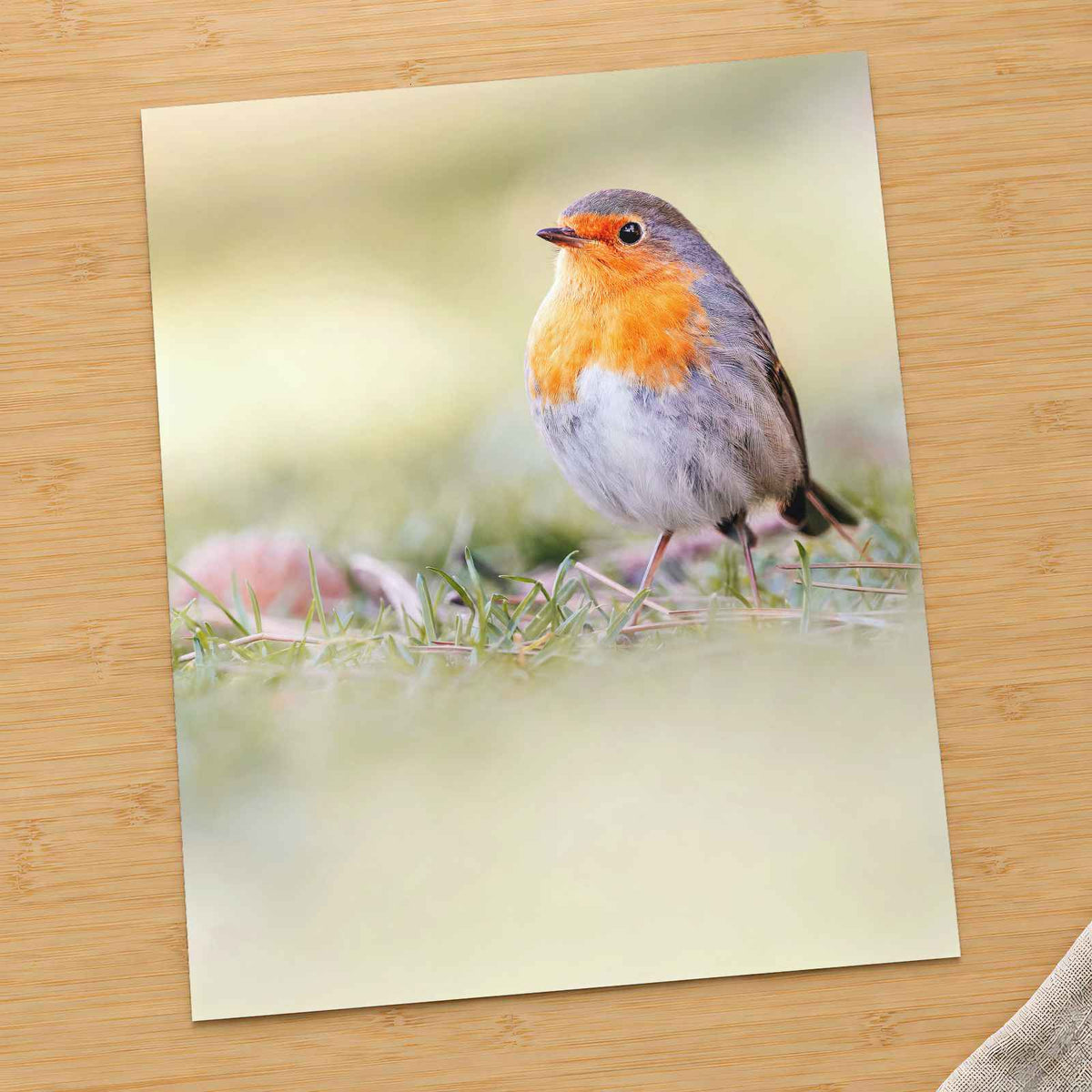 Robin Standing on Top of Grass Covered Field by Pierre Lemos Photo Print Wall Decor