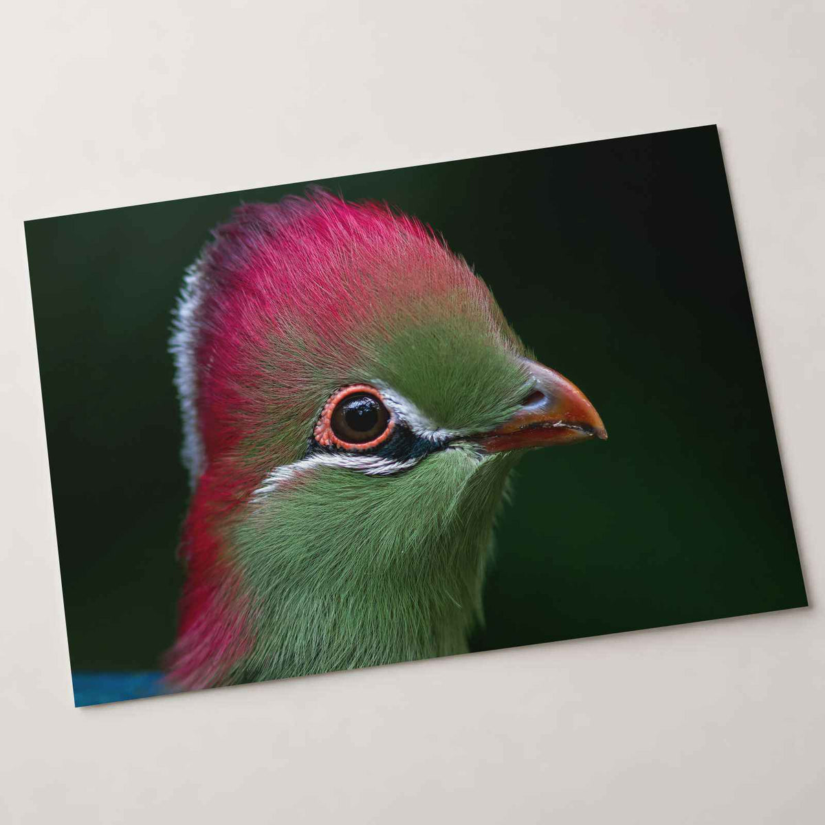 Close-up of Green Bird with Red Crest Photo Wall Art (7 Sizes) - Frameable