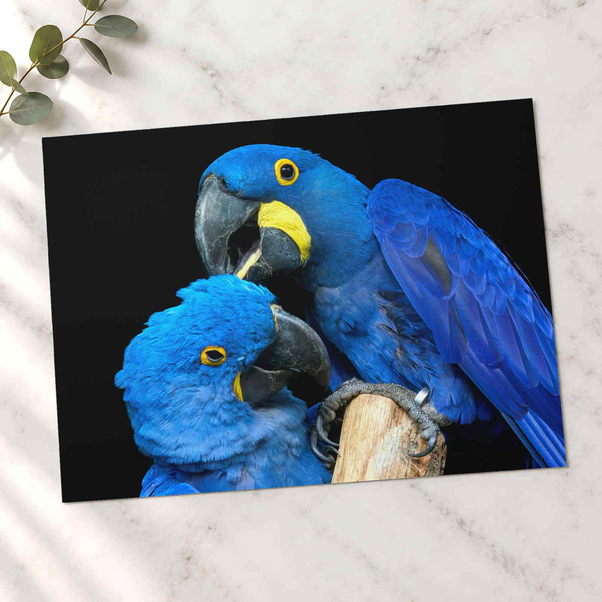 Two Blue Parrots Sitting on Tree Branch Photo Wall Art (7 Sizes) - Shipped Flat