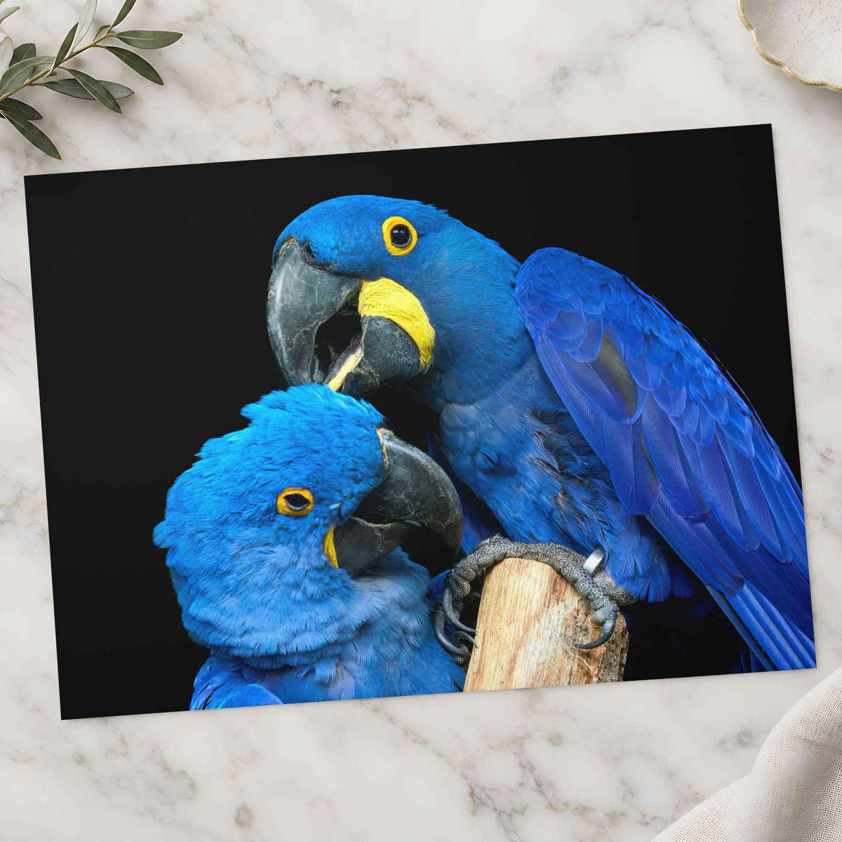 Two Blue Parrots Sitting on Tree Branch Photo Wall Art (7 Sizes) - Shipped Flat