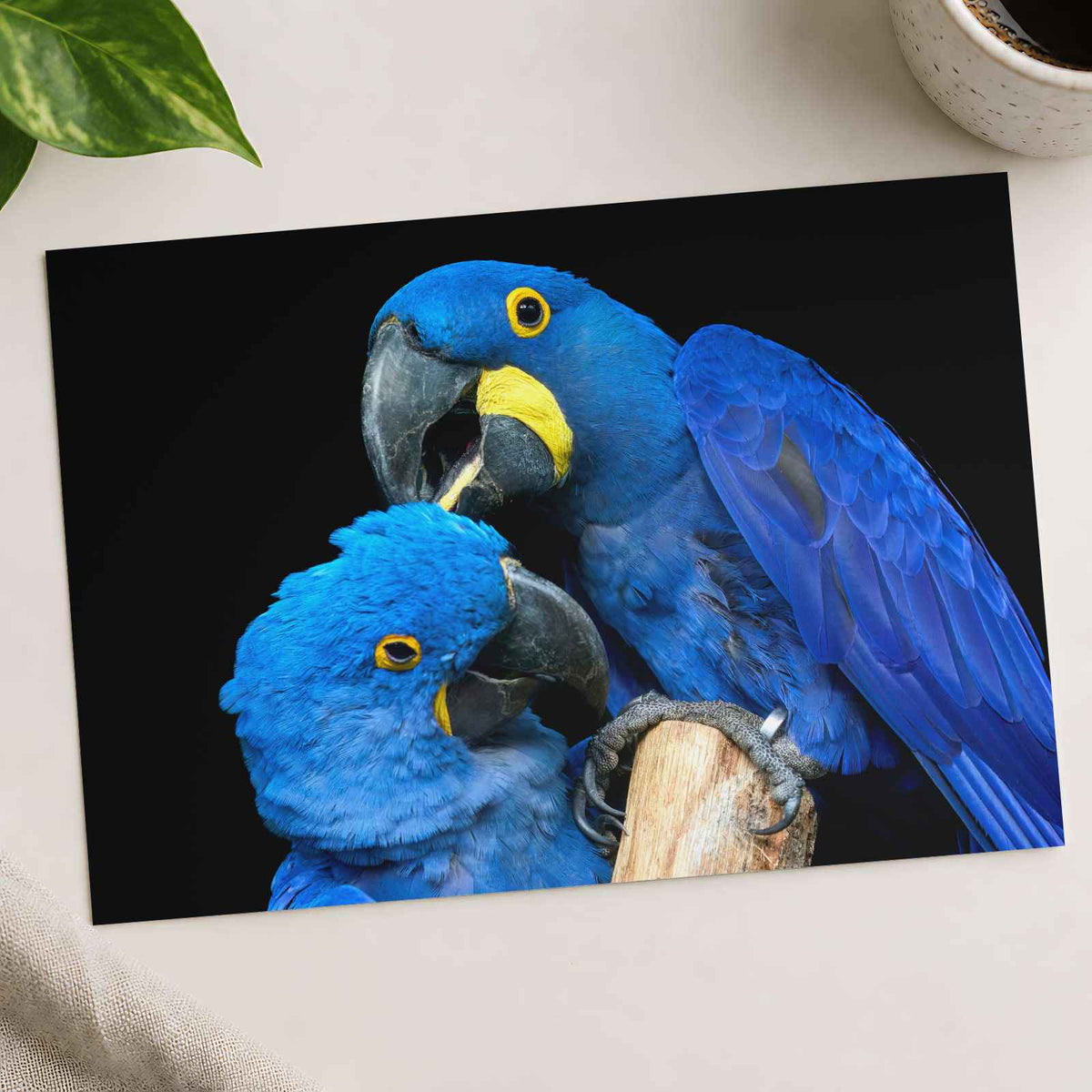Two Blue Parrots Sitting on Tree Branch Photo Wall Art (7 Sizes) - Shipped Flat