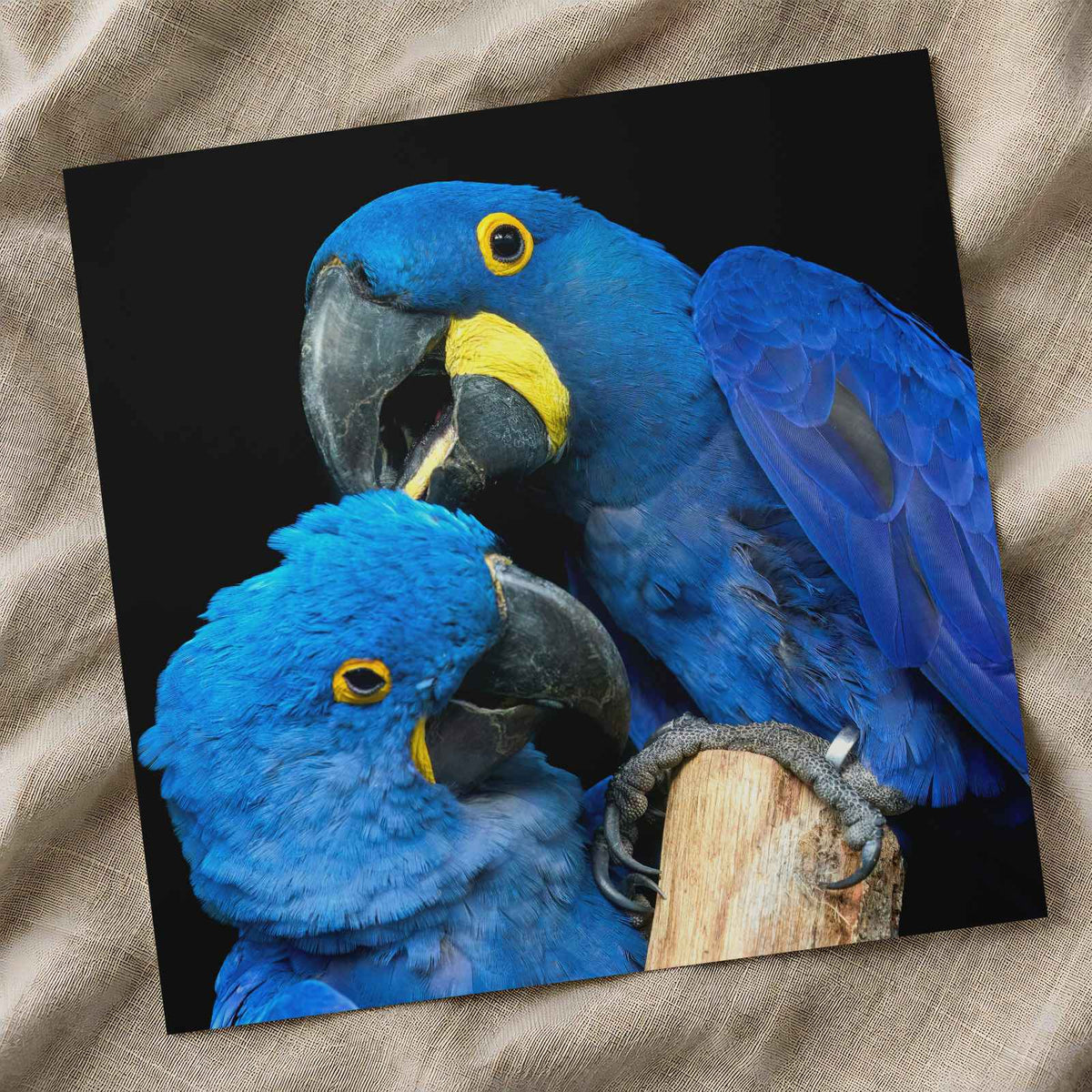 Two Blue Parrots Sitting on Tree Branch Photo Wall Art (7 Sizes) - Shipped Flat