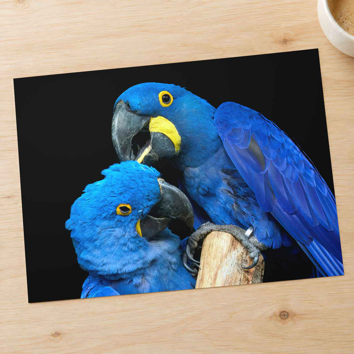 Two Blue Parrots Sitting on Tree Branch Photo Wall Art (7 Sizes) - Shipped Flat