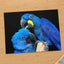 Two Blue Parrots Sitting on Tree Branch by Zdeněk Macháček Photo Print Wall Decor