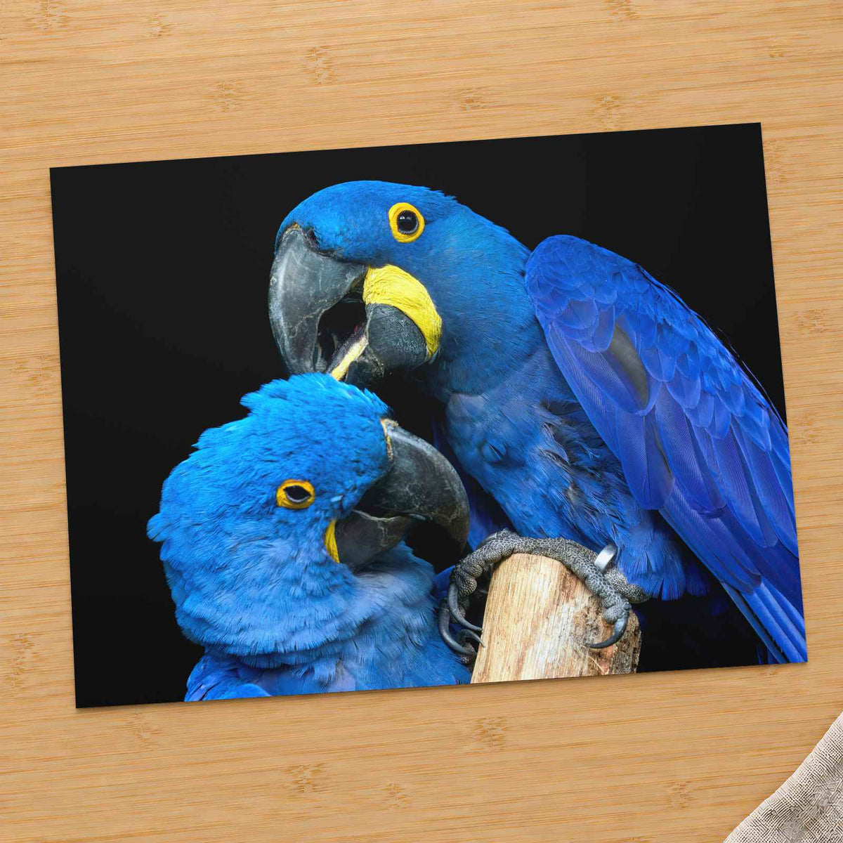 Two Blue Parrots Sitting on Tree Branch by Zdeněk Macháček Photo Print Wall Decor