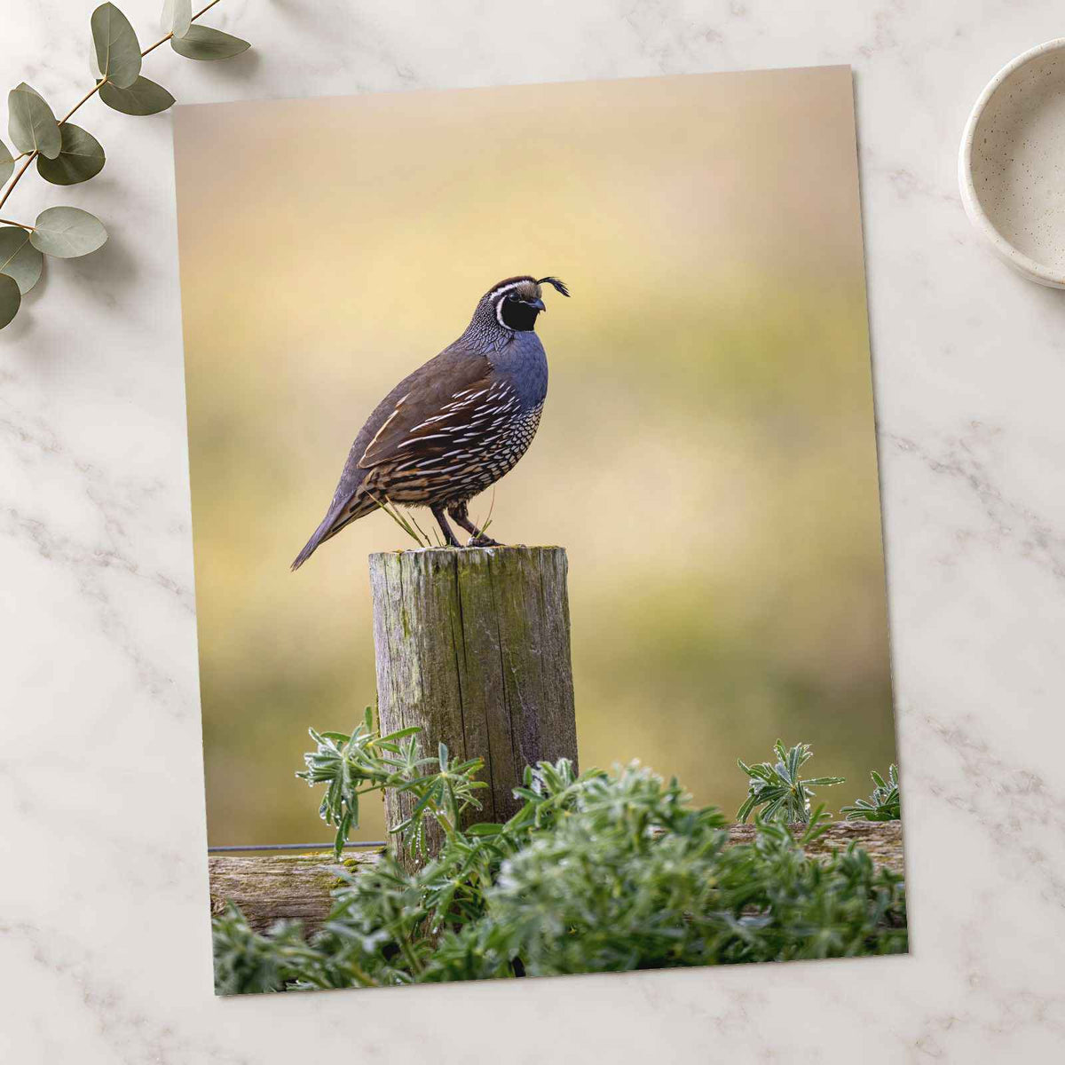 California Quail Sitting on Wooden Post Photography Print (7 Sizes) - Frameable