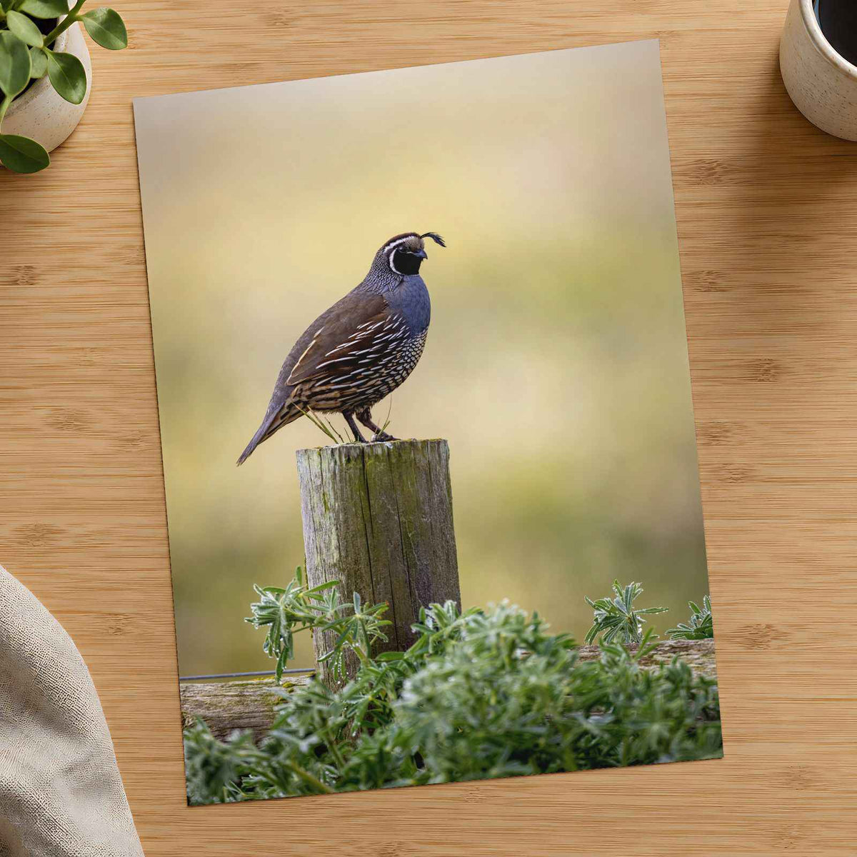 California Quail Sitting on Wooden Post Photography Print (7 Sizes) - Frameable