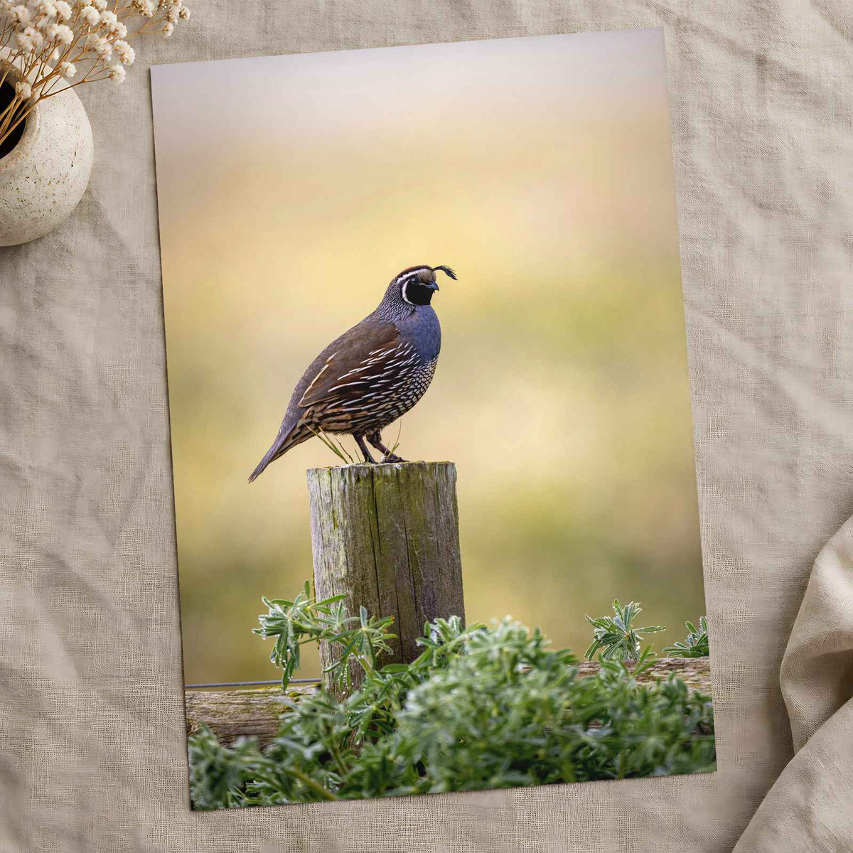 California Quail Sitting on Wooden Post Photography Print (7 Sizes) - Frameable