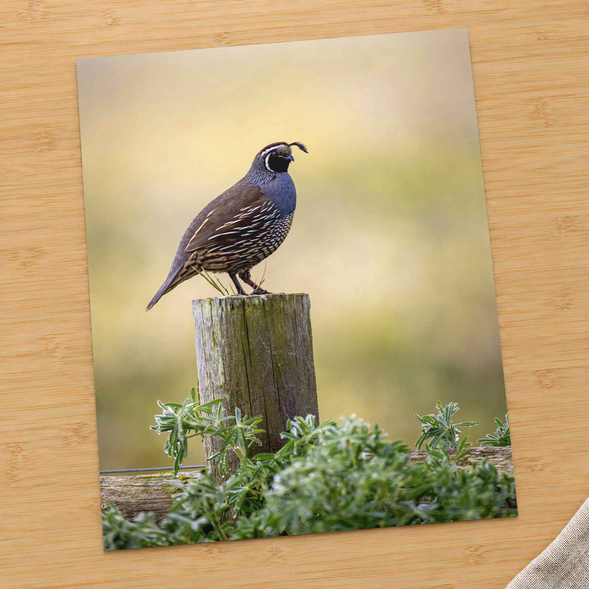 California Quail Sitting on Wooden Post Photography Print (7 Sizes) - Frameable