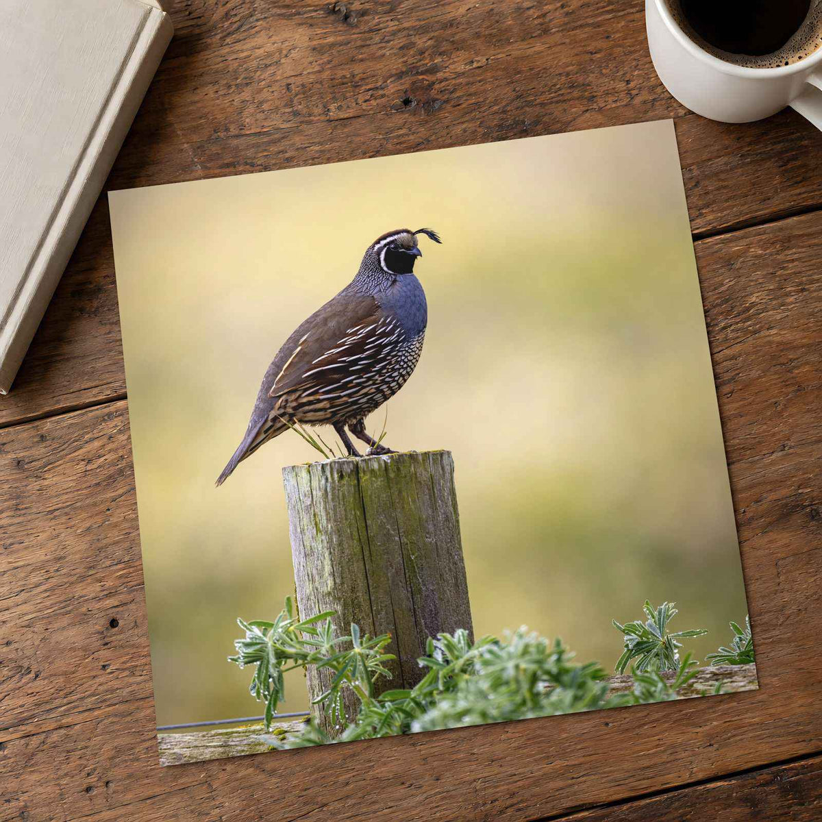 California Quail Sitting on Wooden Post Photography Print (7 Sizes) - Frameable