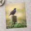 California Quail Sitting on Wooden Post by Matt Bango Photo Print Wall Decor