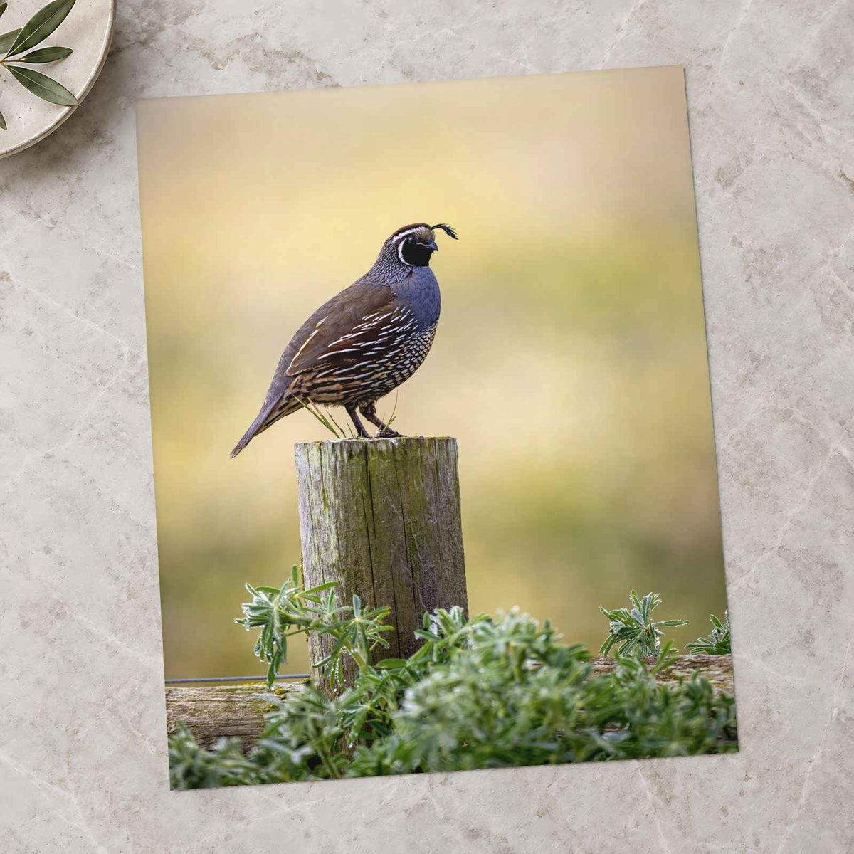 California Quail Sitting on Wooden Post by Matt Bango Photo Print Wall Decor