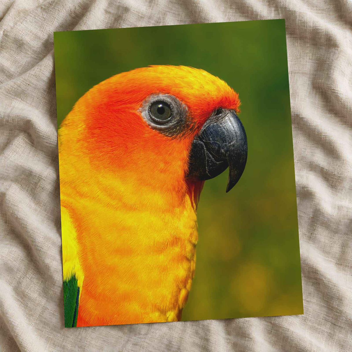 Close-Up of Colorful Sun Conure Parrot Photo Print (7 Sizes) - Crisp Detail