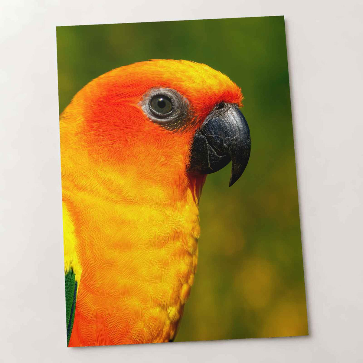 Close-Up of Colorful Sun Conure Parrot Photo Print (7 Sizes) - Crisp Detail