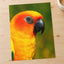 Close-Up of Colorful Sun Conure Parrot Photo Print (7 Sizes) - Crisp Detail
