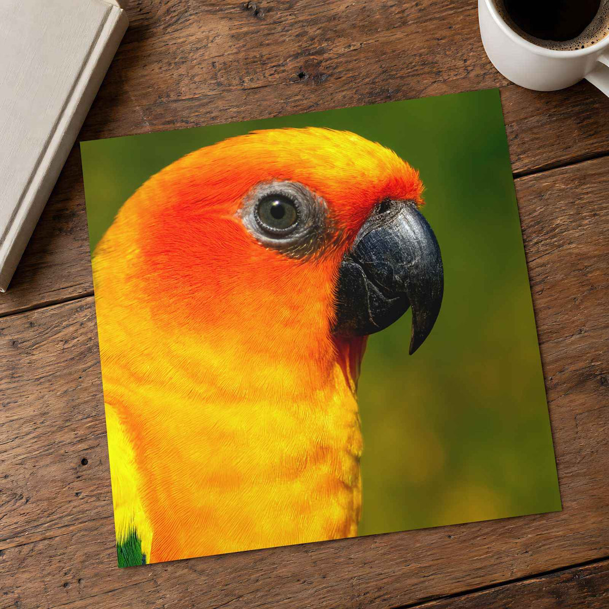 Close-Up of Colorful Sun Conure Parrot Photo Print (7 Sizes) - Crisp Detail