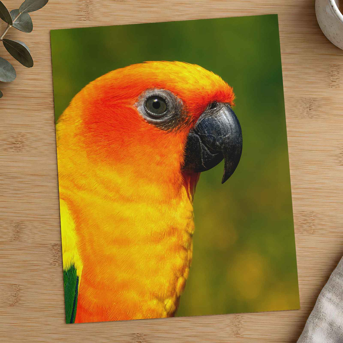 Close-Up of Colorful Sun Conure Parrot Photo Print (7 Sizes) - Crisp Detail