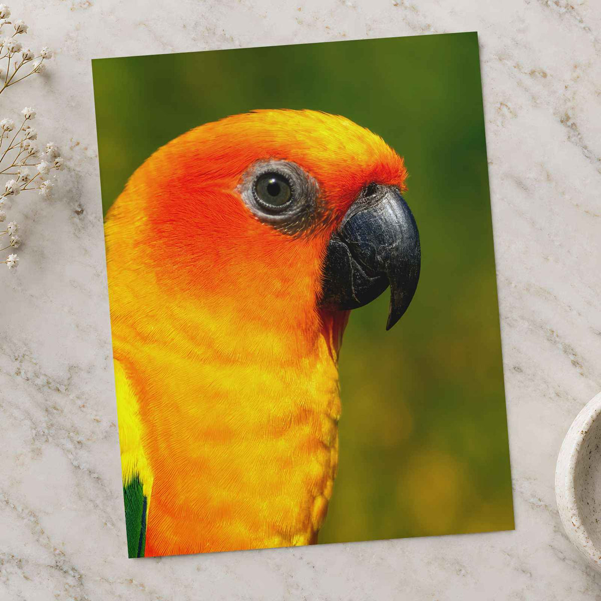 Close-Up of Colorful Sun Conure Parrot by Allec Gomes Photo Print Wall Decor