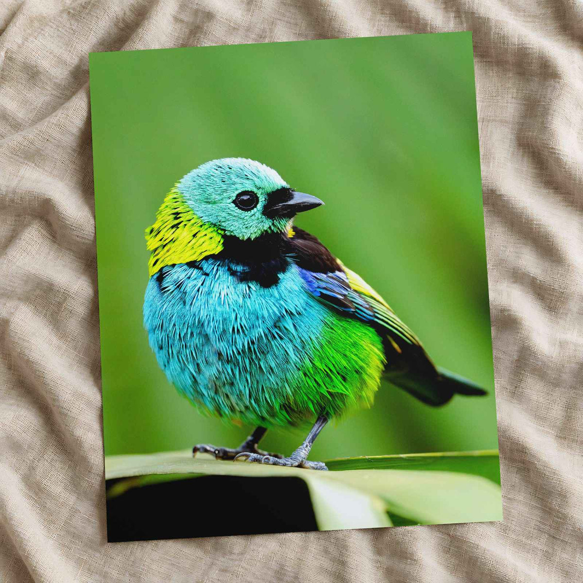 Small Colorful Bird Perched on Leaf Photo Wall Print (7 Sizes) - Printed in USA