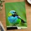 Small Colorful Bird Perched on Leaf Photo Wall Print (7 Sizes) - Printed in USA