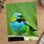 Small Colorful Bird Perched on Leaf Photo Wall Print (7 Sizes) - Printed in USA