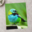 Small Colorful Bird Perched on Leaf by Molly the Cat Photo Print Wall Decor