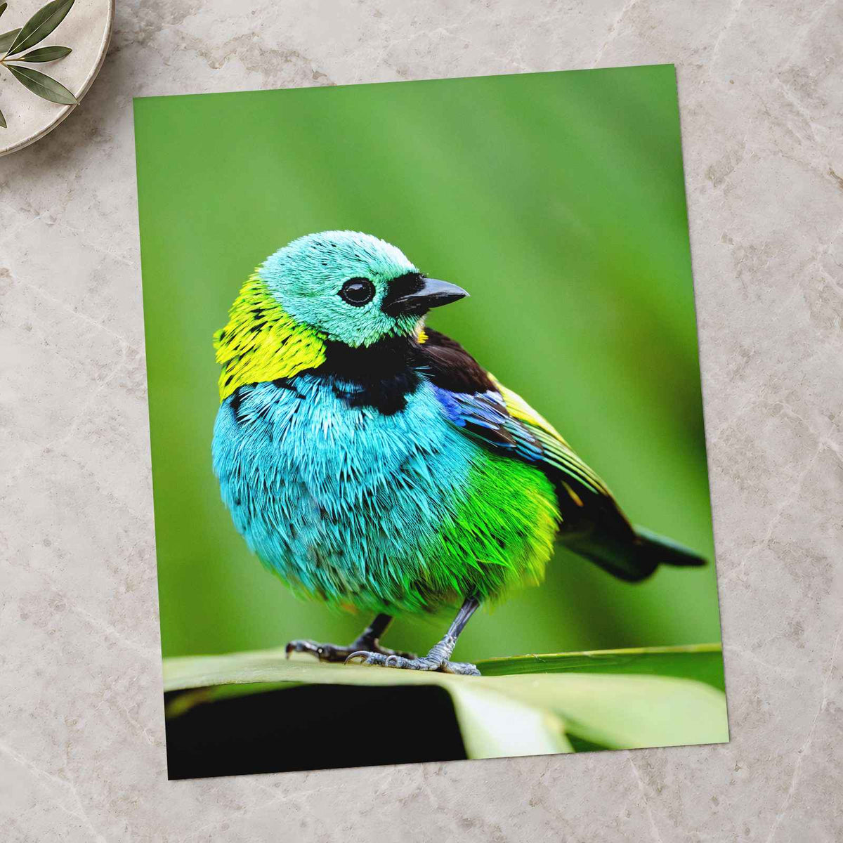 Small Colorful Bird Perched on Leaf by Molly the Cat Photo Print Wall Decor