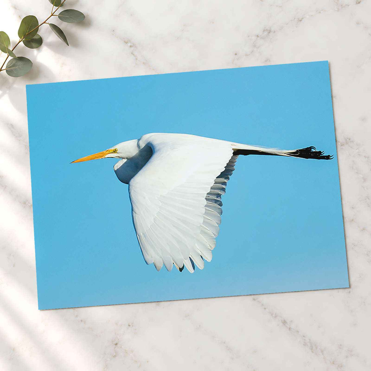 Great Egret Flying in Everglades Florida Photo Print (5 Sizes) - Shipped Flat