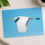 Great Egret Flying in Everglades Florida Photo Print (5 Sizes) - Shipped Flat