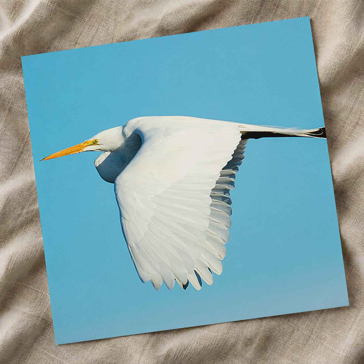 Great Egret Flying in Everglades Florida Photo Print (5 Sizes) - Shipped Flat