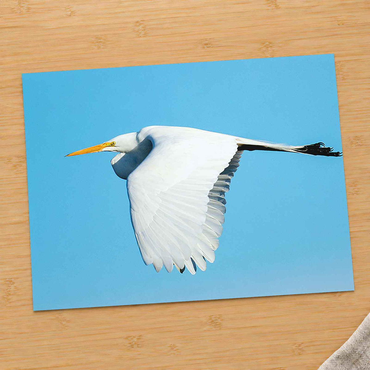 Great Egret Flying in Everglades Photo Print Wall Decor