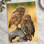 Two Owls are Perched on Tree Branch Hortobágy Photography Print (7 Sizes)