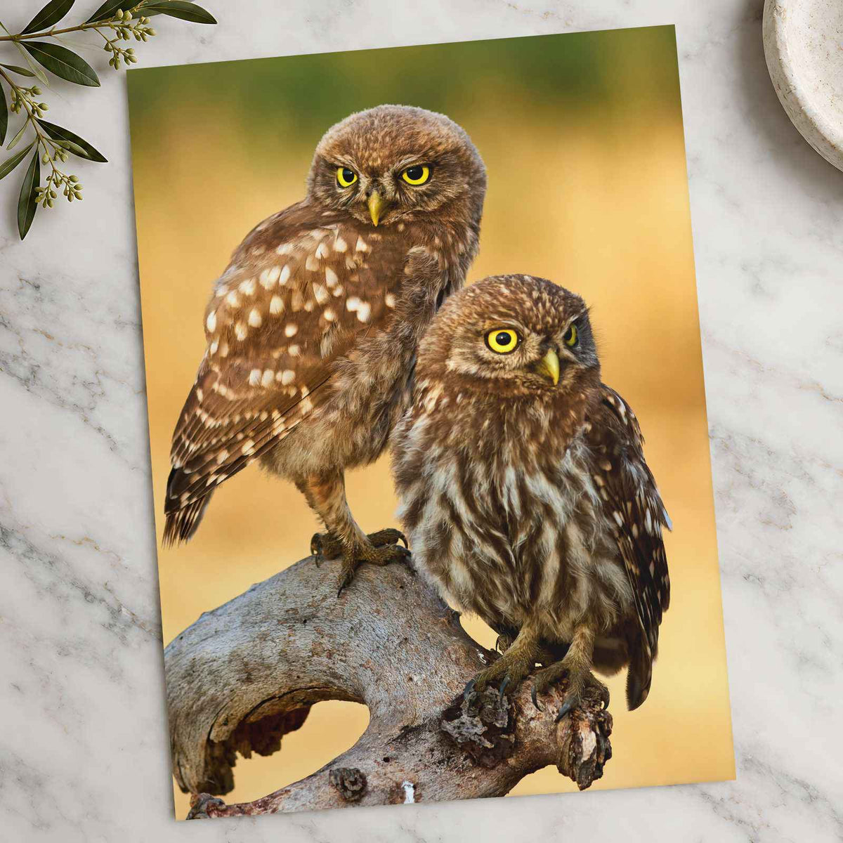 Two Owls are Perched on Tree Branch Hortobágy Photography Print (7 Sizes)