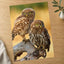 Two Owls are Perched on Tree Branch Hortobágy Photography Print (7 Sizes)