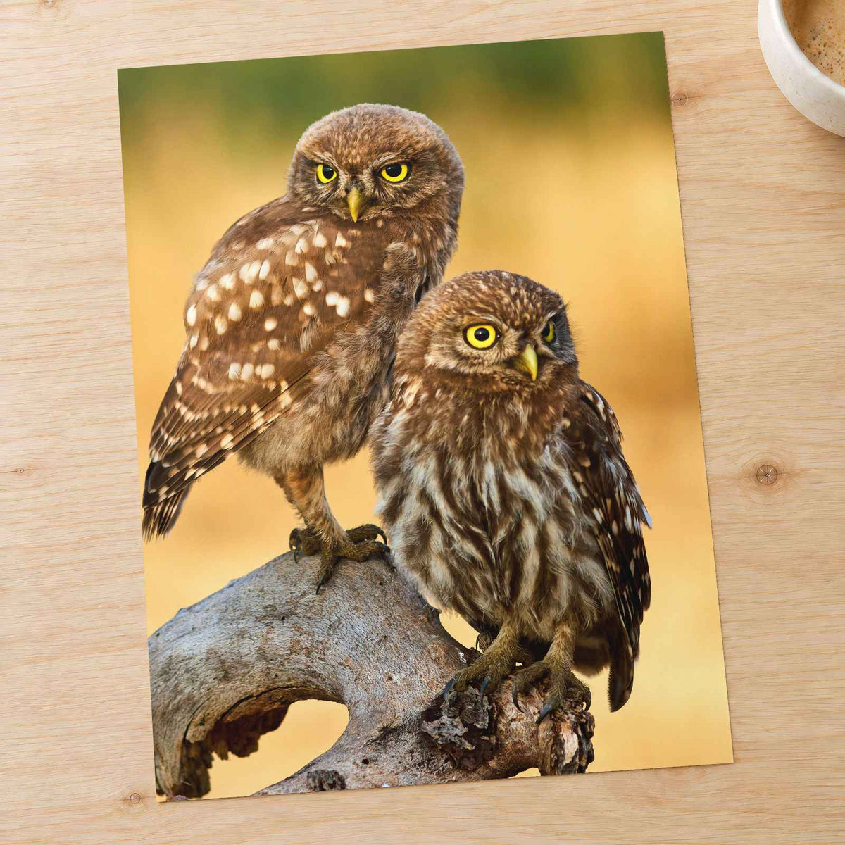 Two Owls are Perched on Tree Branch Hortobágy Photography Print (7 Sizes)