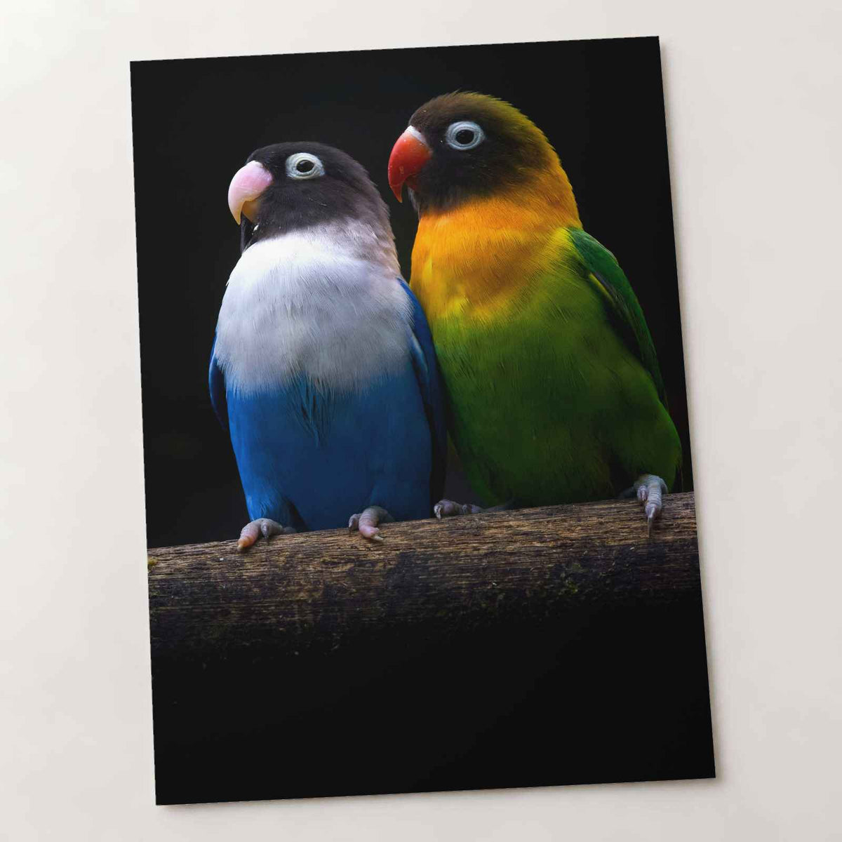 Two Parakeet Birds Sitting on Tree Branch Photo Wall Print (6 Sizes) - Frameable