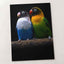 Two Parakeet Birds Sitting on Tree Branch Photo Wall Print (6 Sizes) - Frameable