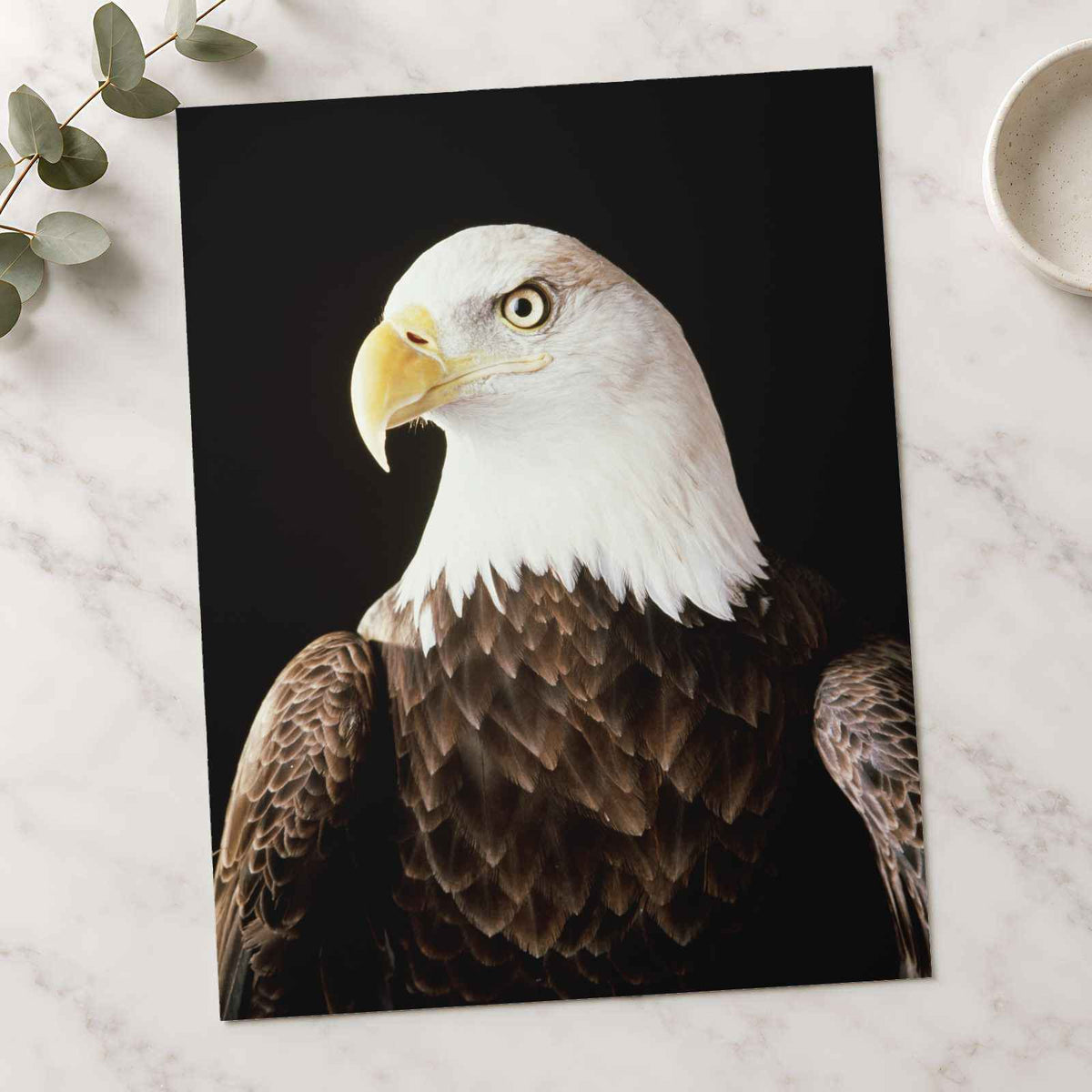 Close Up of Bald Eagle on Black Background Photographic Art Print (7 Sizes)