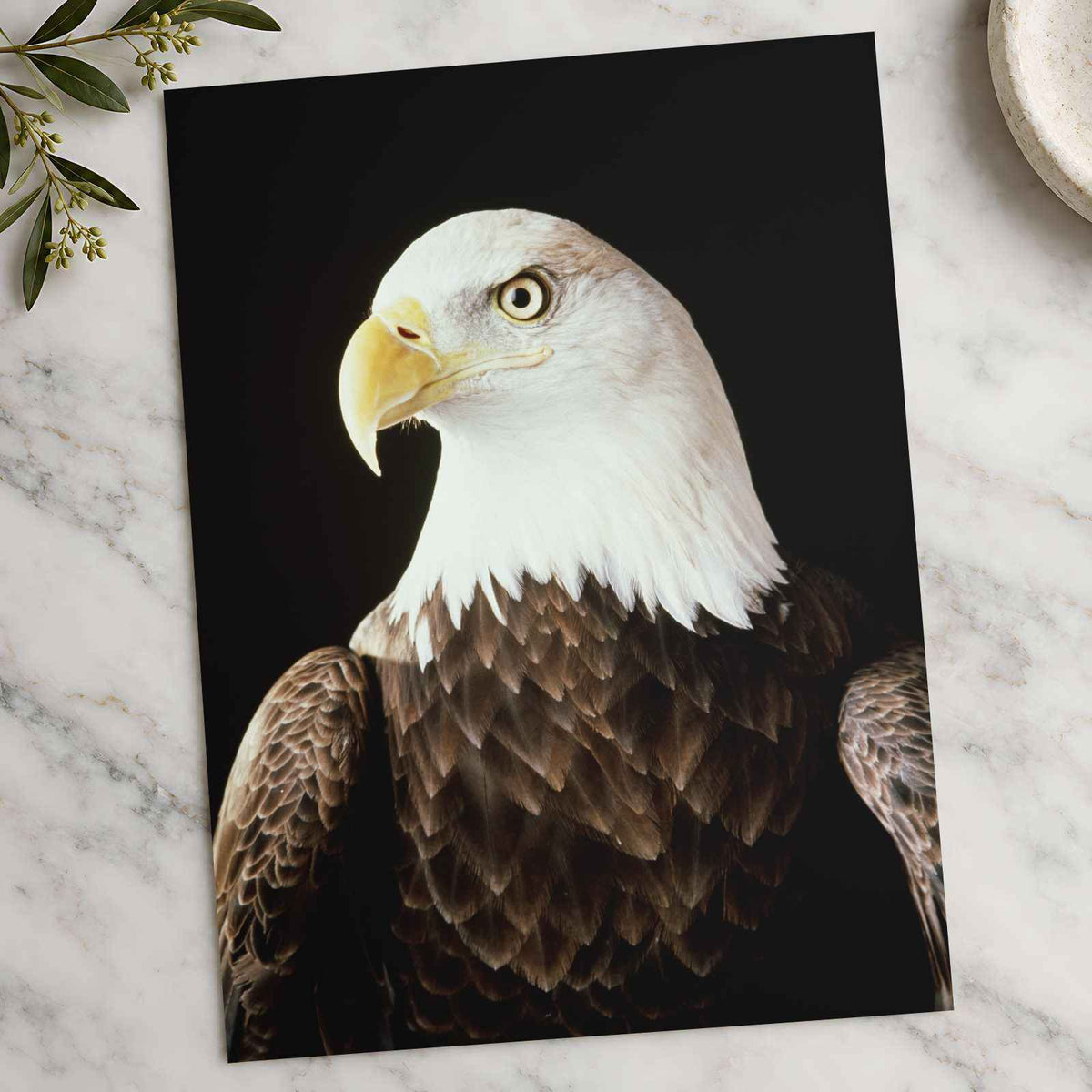 Close Up of Bald Eagle on Black Background Photographic Art Print (7 Sizes)