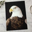 Close Up of Bald Eagle on Black Background Photographic Art Print (7 Sizes)